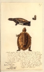Platemys platicephala, 1793